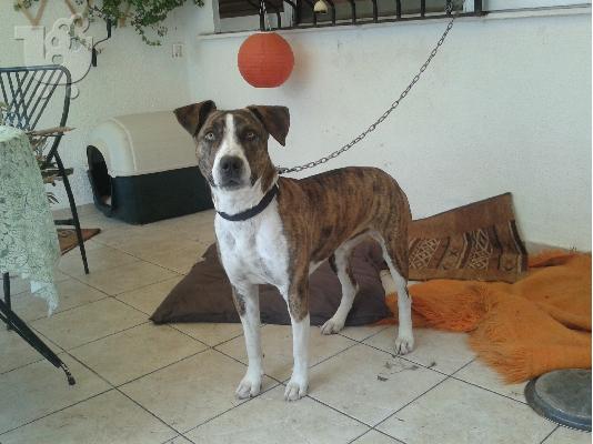 PoulaTo: ΧΑΡΙΖΕΤΑΙ ΗΜΙΑΙΜΟ